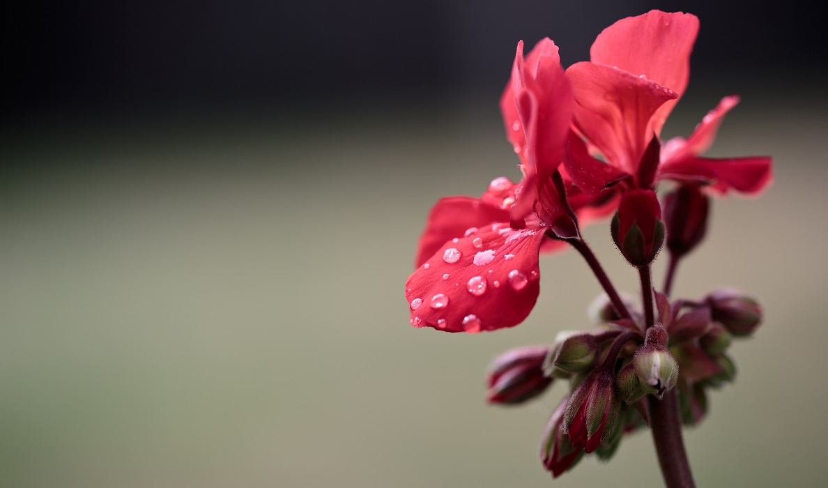 flower, red flower, water droplets, water, ianthompson photography, ianthompson_photography, it_photography, it photography, it, ian, thompson, surrey, uk