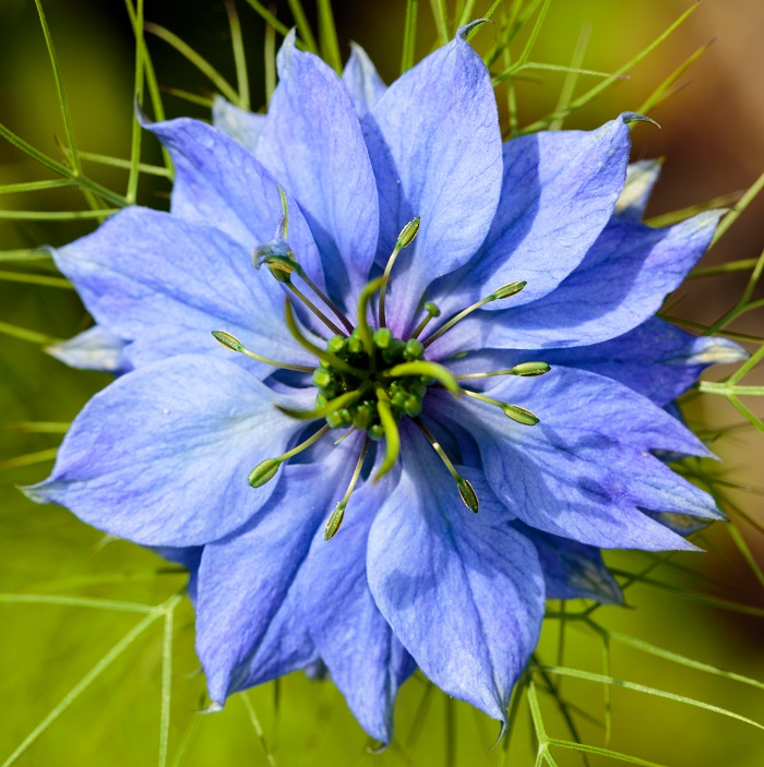 flower photography, flower, blue, ianthompson photography, ianthompson-photography, it-photography, it photography, it, ian, thompson, surrey, uk