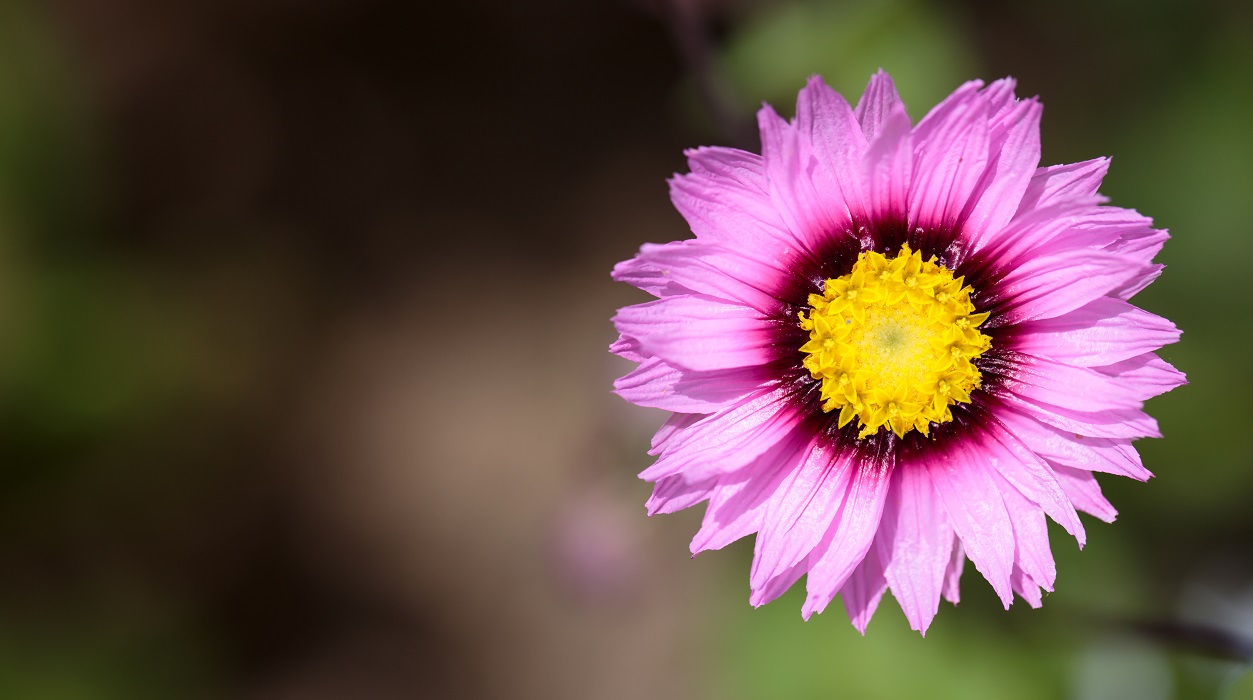 Ian Thompson Flower Photography Surrey