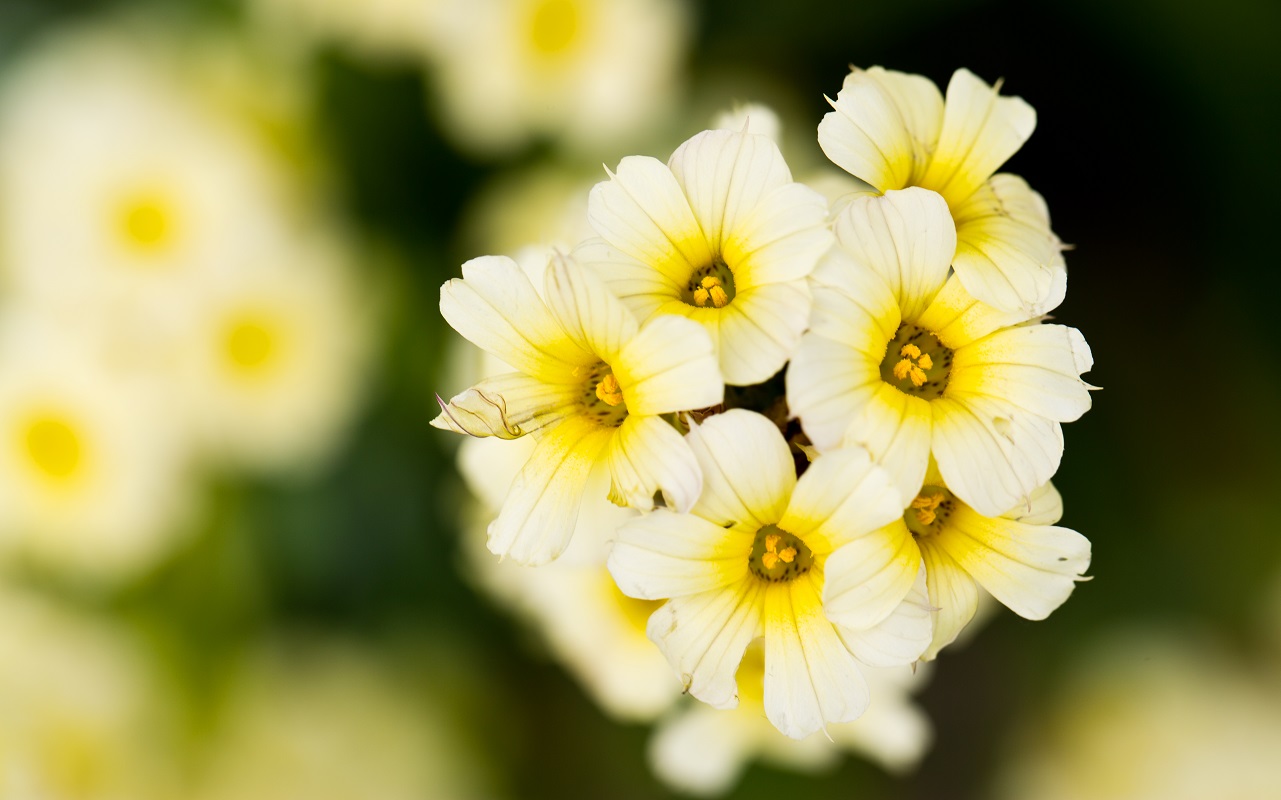 Ian Thompson Flower Photography Surrey