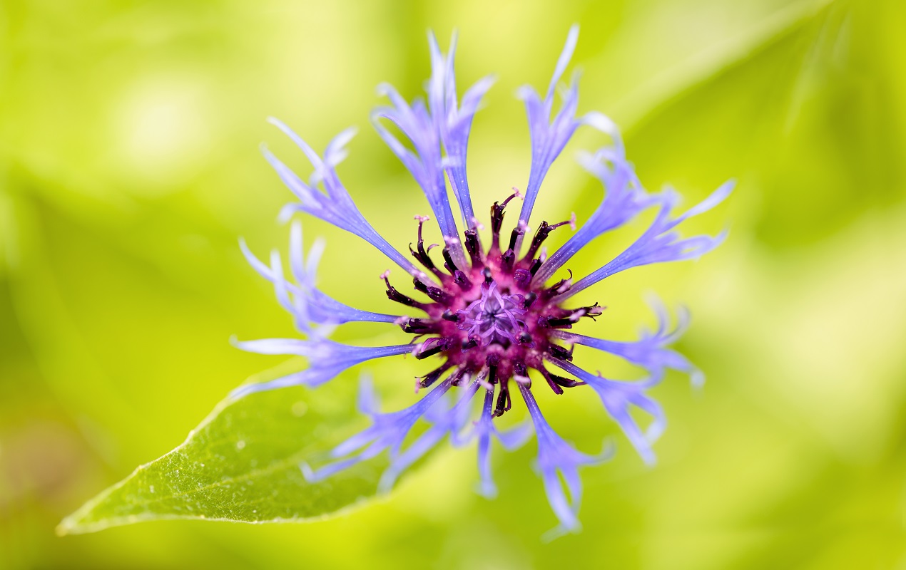 Ian Thompson Flower Photography Surrey