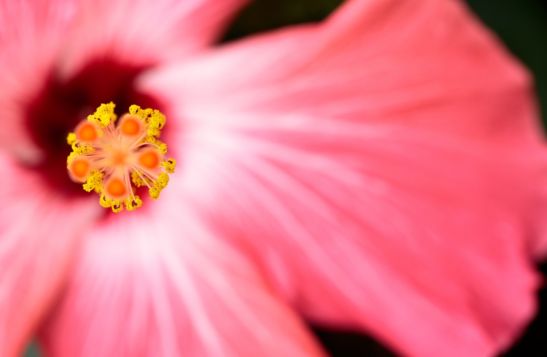 Ian Thompson Flower Photography Surrey